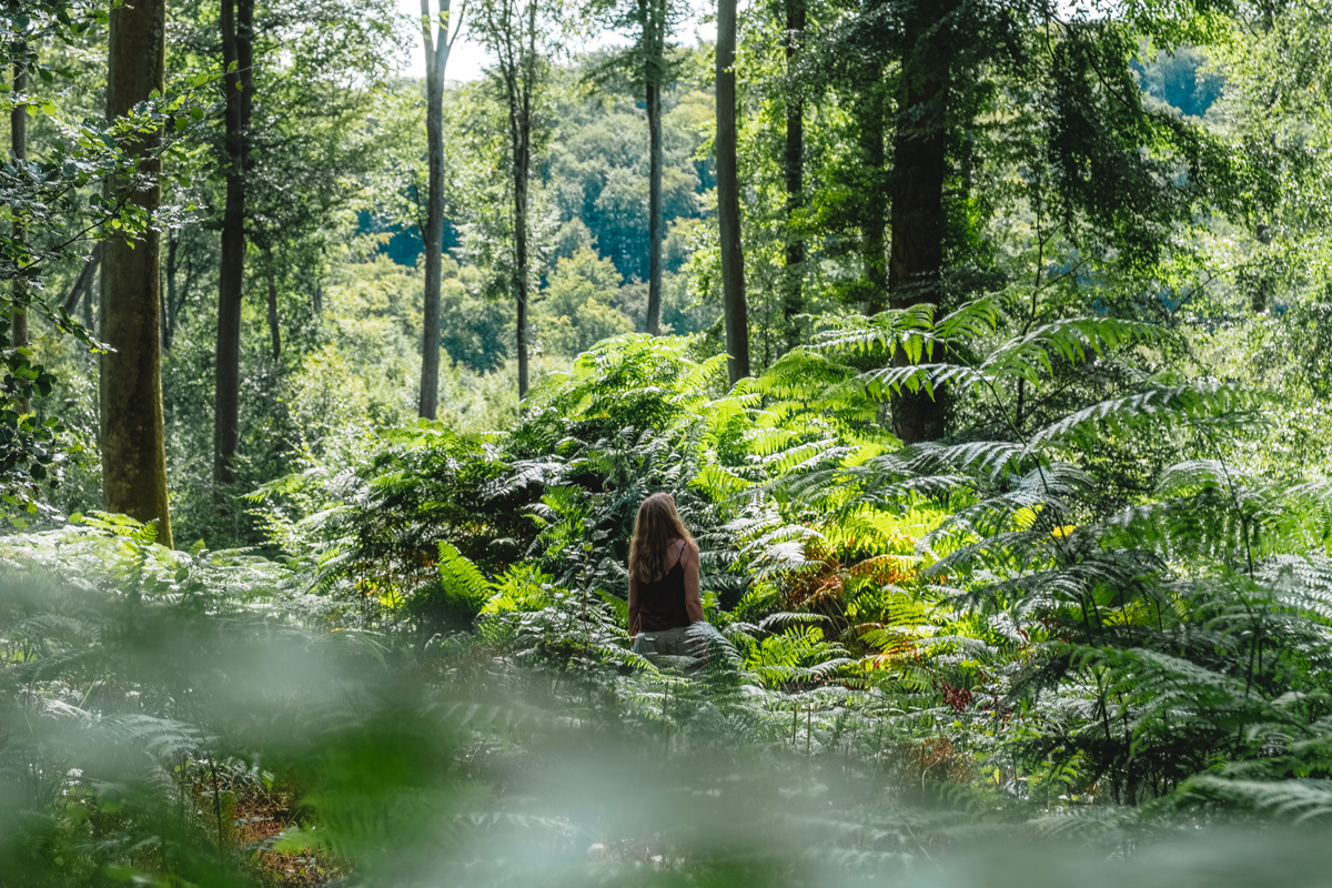Pause en sous bois, forêt de Lyons © Teddy Bear Photos
