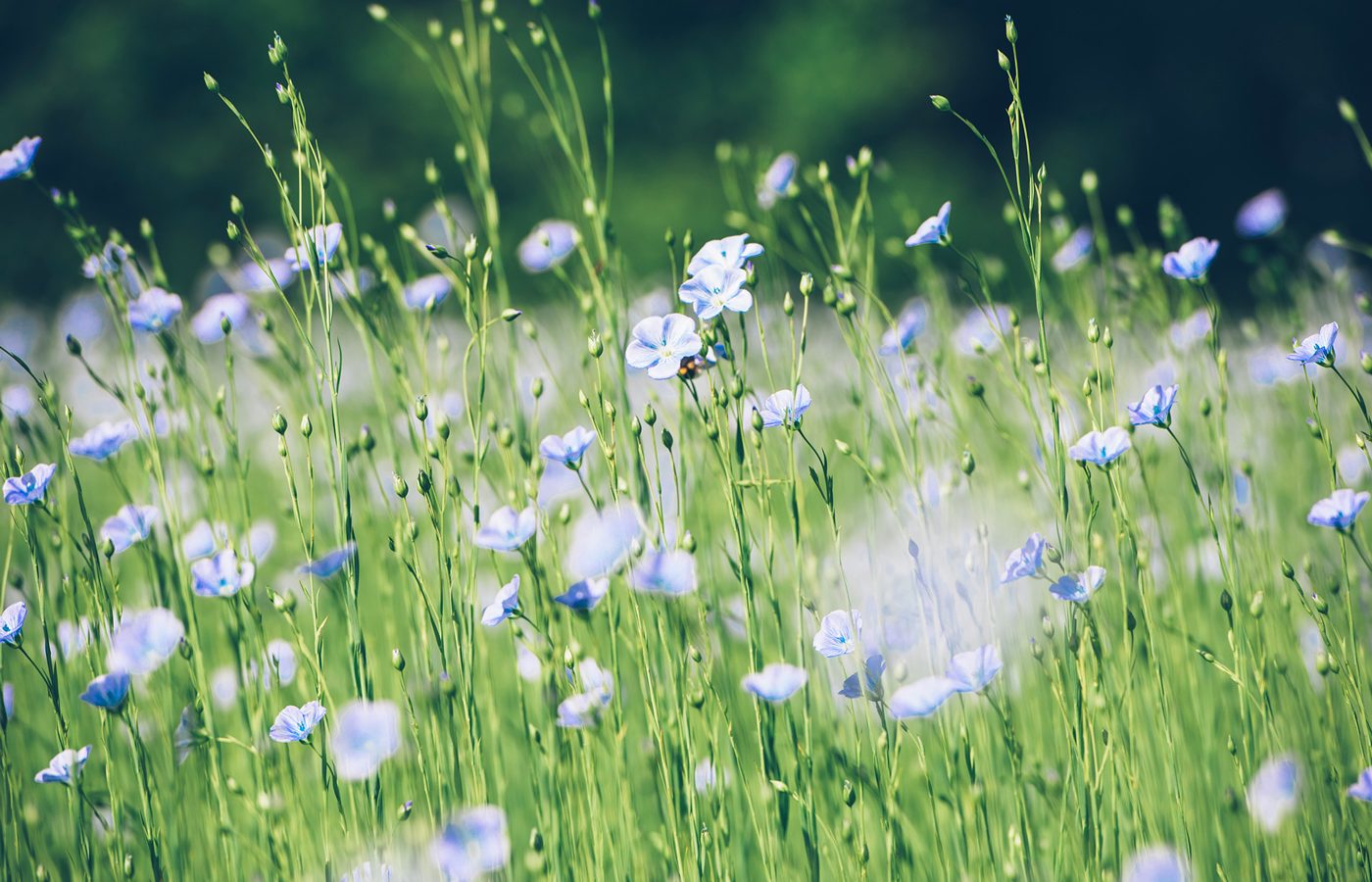 © Max Coquart, Best Jobers