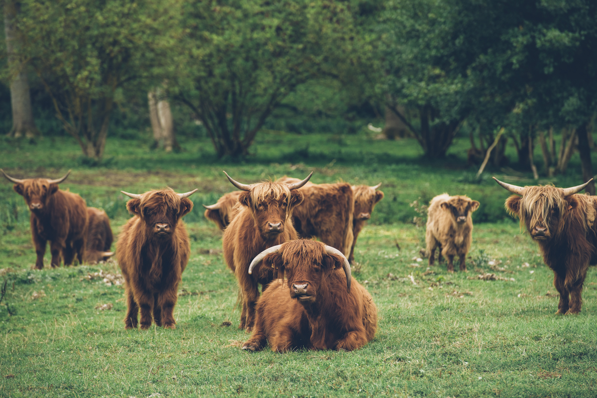 Vaches Highland Cattle - Marais Vernier © Max Coquard, Bestjobers - ADT de l'Eure