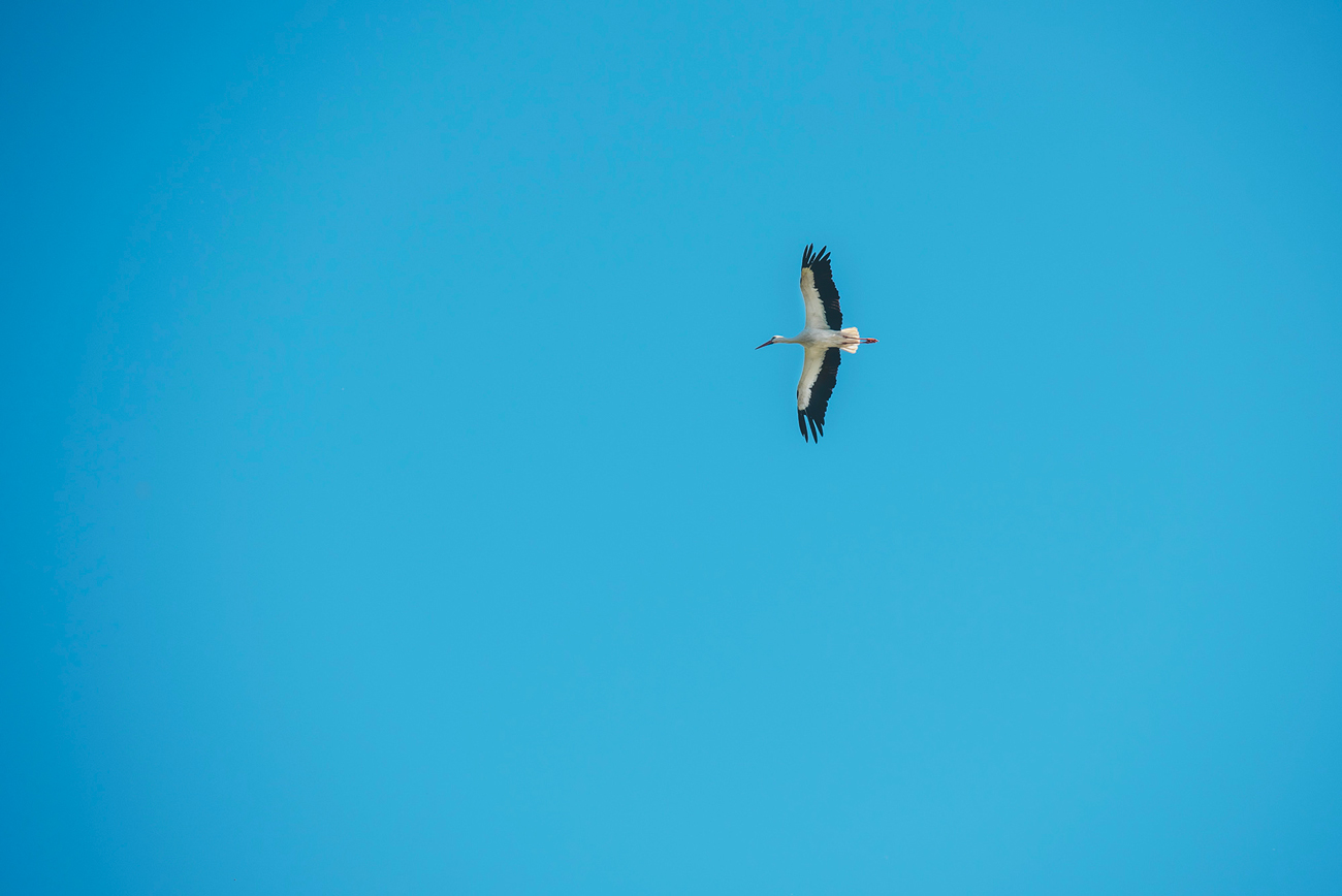 Cigogne, Marais Vernier © Max Coquart, Best Jobers Cigogne, Marais Vernier © Max Coquart, Best Jobers