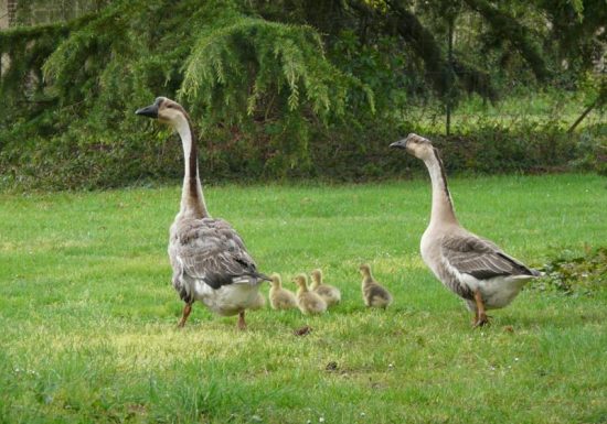 BREUX SUR AVRE Chambre d’hôtes La Troudière