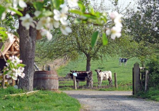 MARAIS VERNIER Chambre d’hôtes LES CIGOGNES