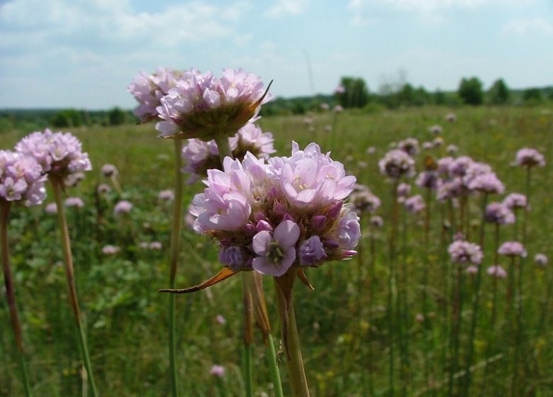 Espace Naturel Sensible : le sentier des Rossignols