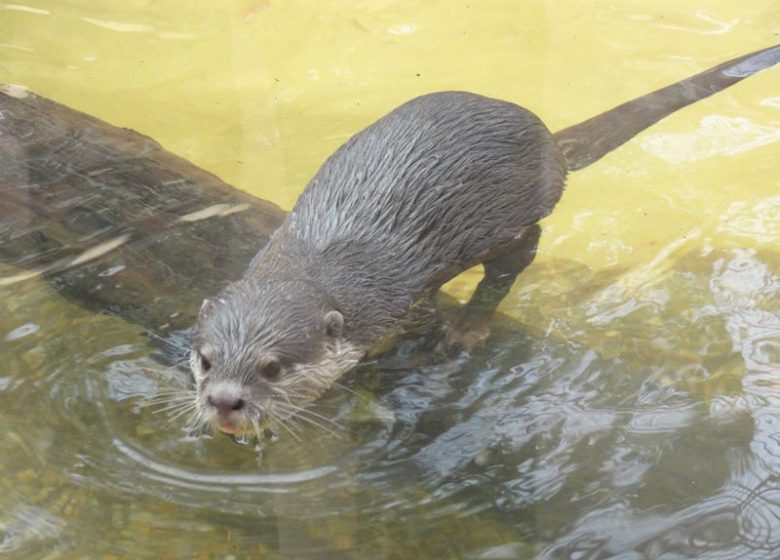 Biotropica animal gardens