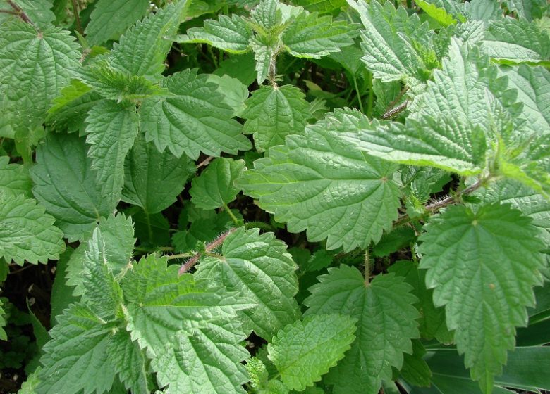 Garden of Wild Herbs