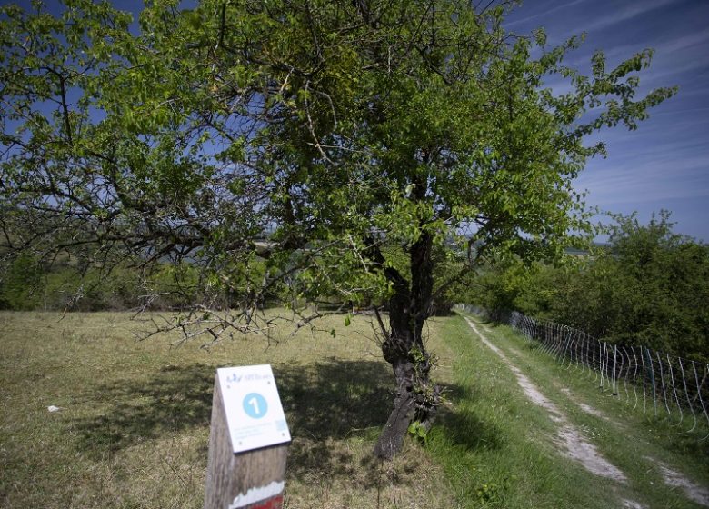 Fragile Natural Area: the Path of the Azure butterfly