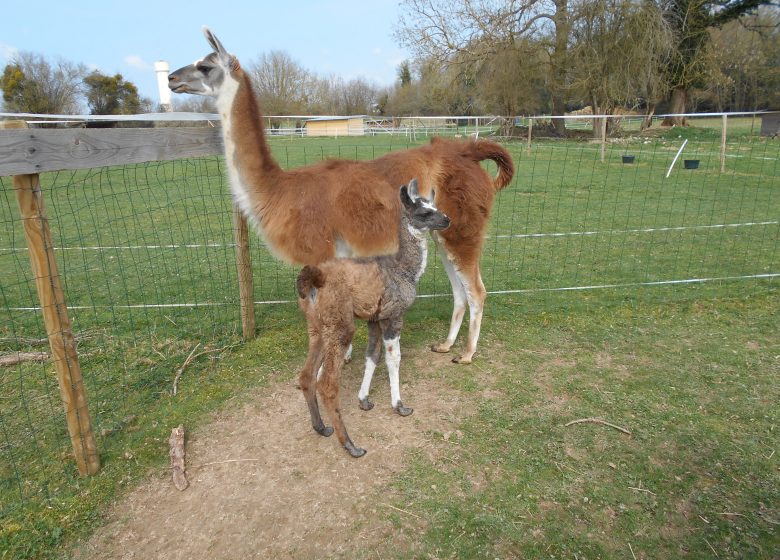 ‘Chez Poly’ natural farm