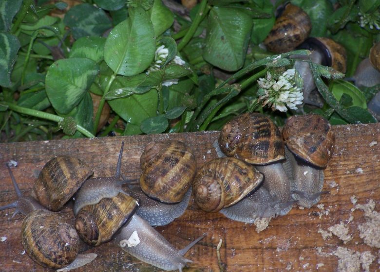 L’Escargot des Marnières (snail farm)