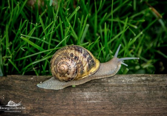 © Caroline Vieren, Escargots et Volailles de la Broche Les Escargots de la Broche
