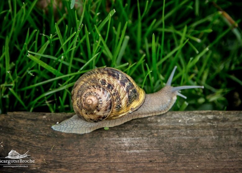 Les Escargots de la Broche