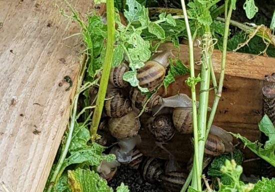 © Caroline Vieren, Escargots et Volailles de la Broche Les Escargots de la Broche