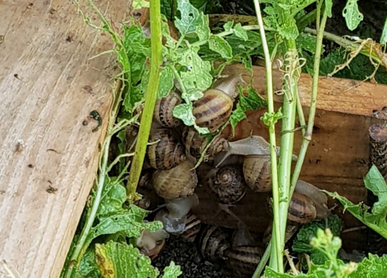 Les Escargots de la Broche