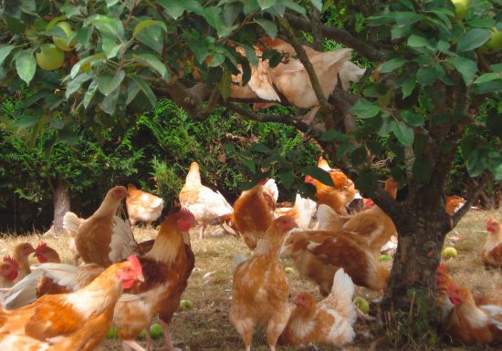 ©GAEC Bio des Lyres La Ferme Bio des Lyres (organic farm produce)