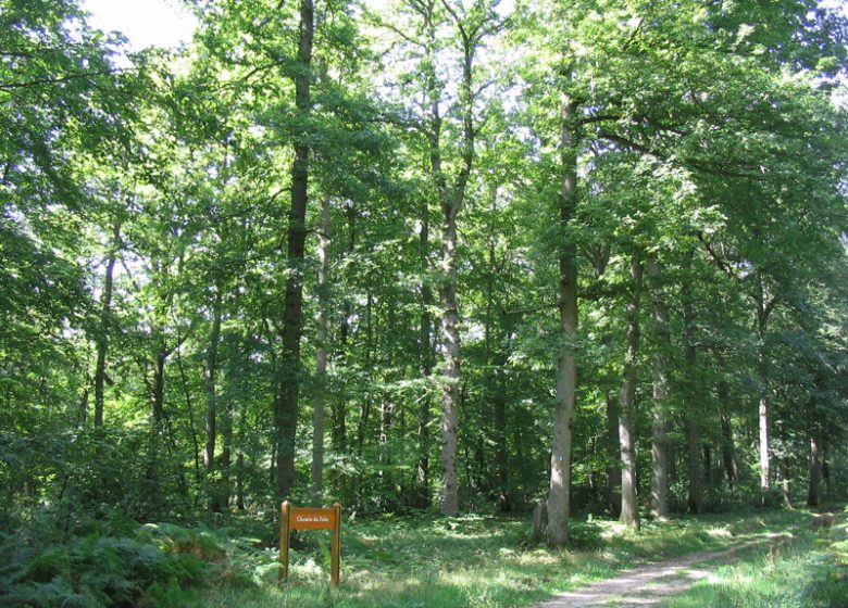 Bord-Louviers Forest