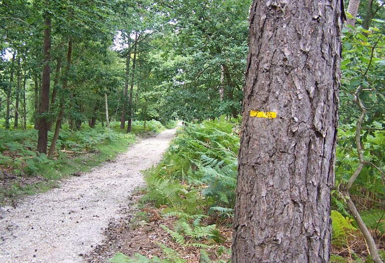 Bord-Louviers Forest