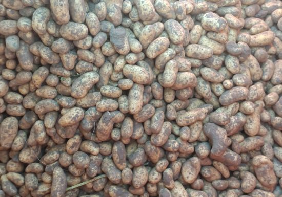 Pays en Vrai (cereal and organic potato producers)