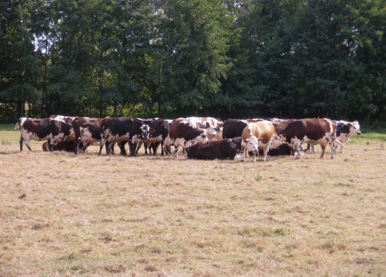 La Ferme du Puiseau (cattle and dairy farm)