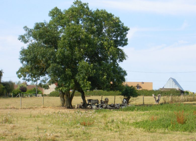 La Ferme du Puiseau (cattle and dairy farm)