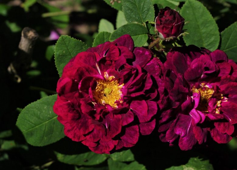 Chasse Spleen Rose Garden