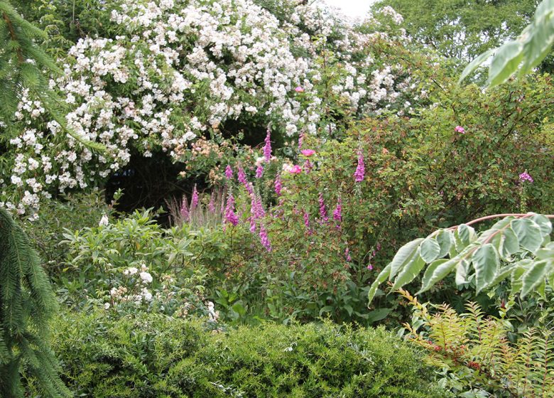 Philadelphus garden