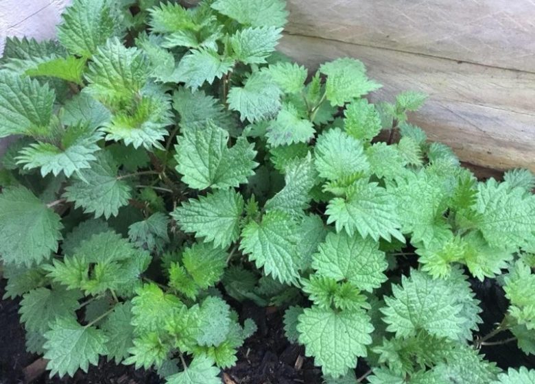 “Je Suis Piquante” (nettle producing)