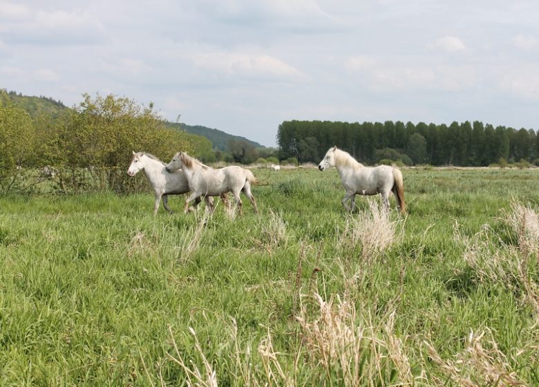 Sentier de l’Anguille Protected Area