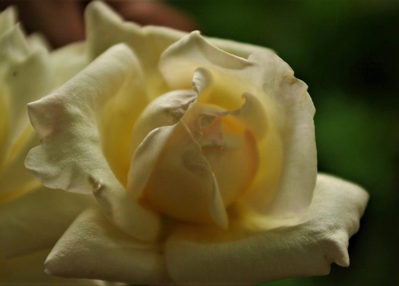 Chasse Spleen Rose Garden
