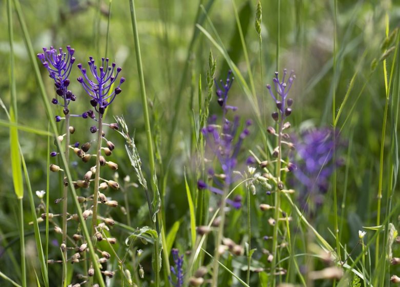 Espace Naturel Sensible : le sentier du Criquet