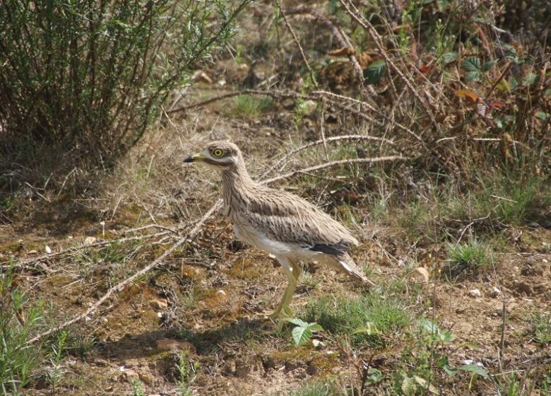 Espace Naturel Sensible : le sentier des Rossignols