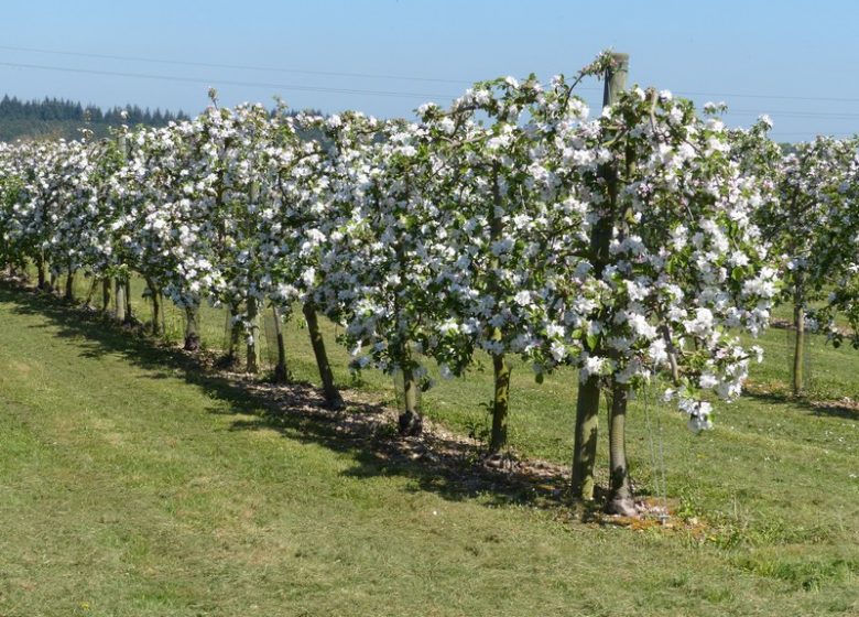 Orgeville Orchards