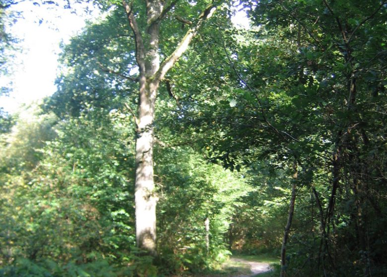 Champ de Bataille Massif