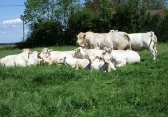 © Ferme Durand  Ferme Durand