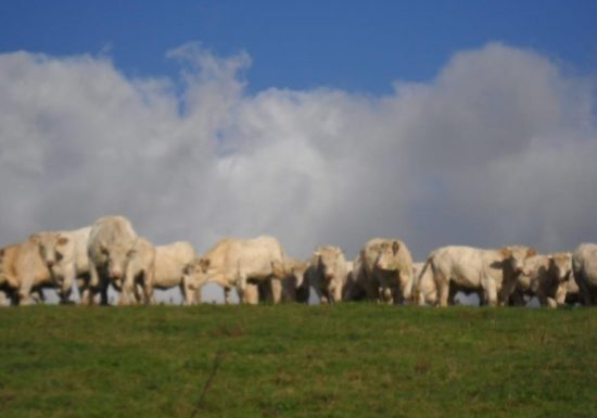© Ferme Durand  Ferme Durand