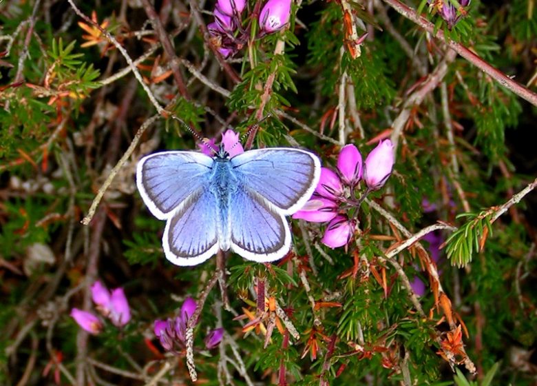 Fragile Natural Area: the Path of the Azure butterfly