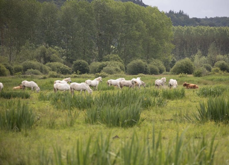 Sentier de l’Anguille Protected Area