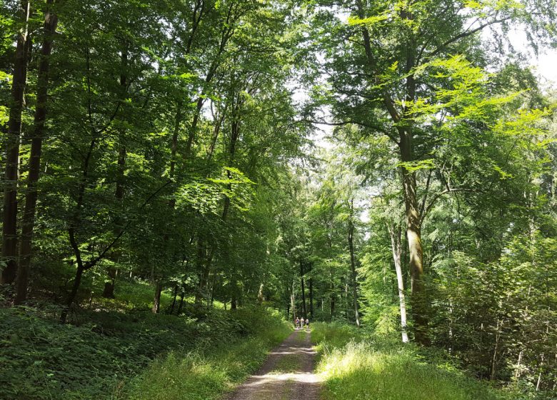 Chemin de Brisquet