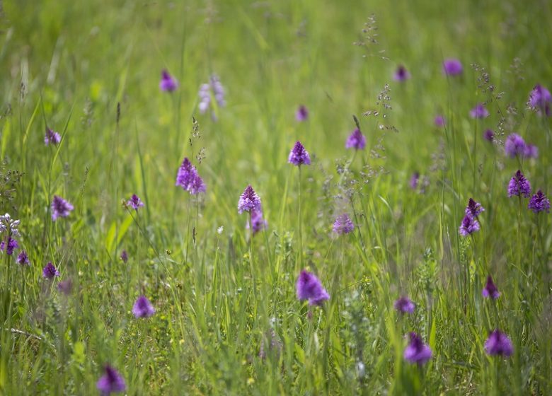 Espace Naturel Sensible : le sentier du Criquet