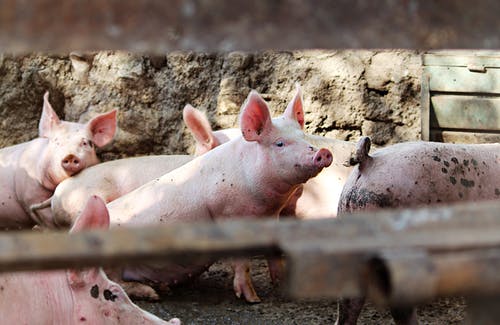 Ferme de la Sente aux Anes – Le Paysan Charcutier (poultry and pig farm)