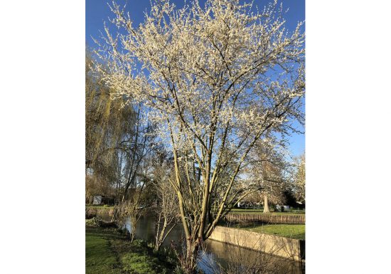Le Clos de la Tannerie – Gîte Mirabelle
